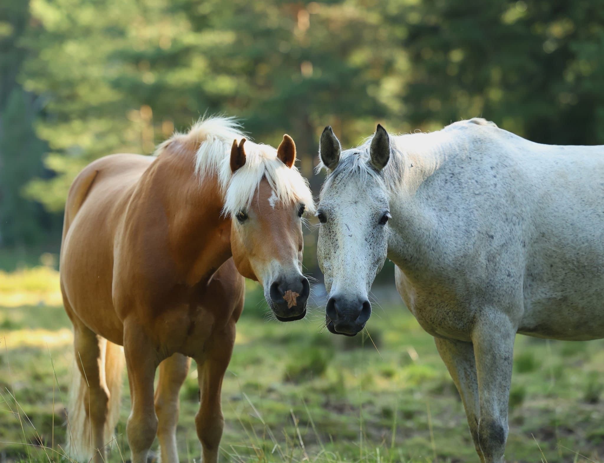 Viikki_Ida Kuivasniemi Ratsastuskeskus Viikki, kuva Ida Kuivasniemi