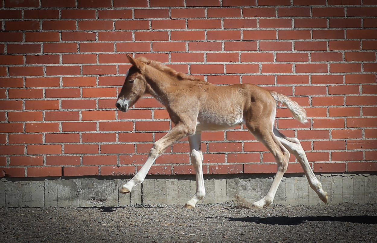 e. Ypäjä Pyrkyri i. Rannan Ruhtinas
