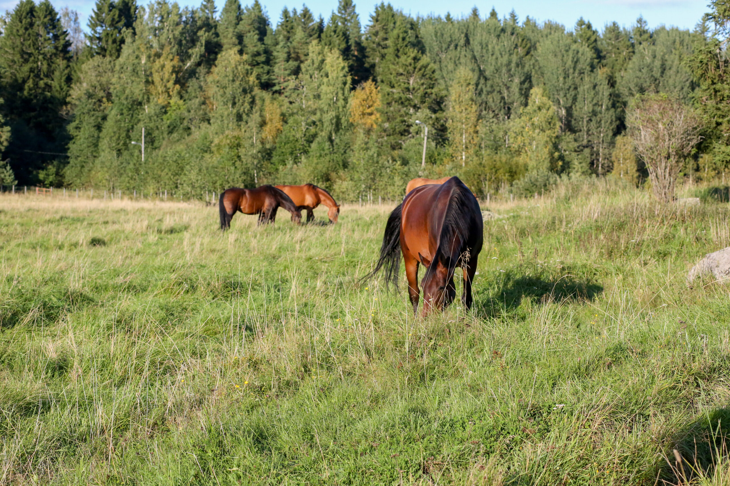 kuva Sini Mansikka Hevosopisto-5 Hevoset laitumella